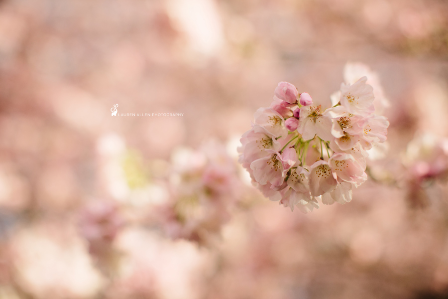 009-_2016_03_CherryBlossoms_Storyboard